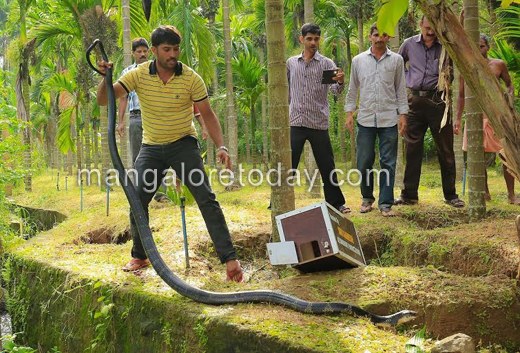 King Cobra